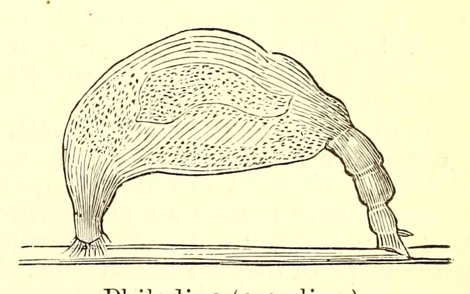 An illustration from Young scientist, 1878, leaf 675