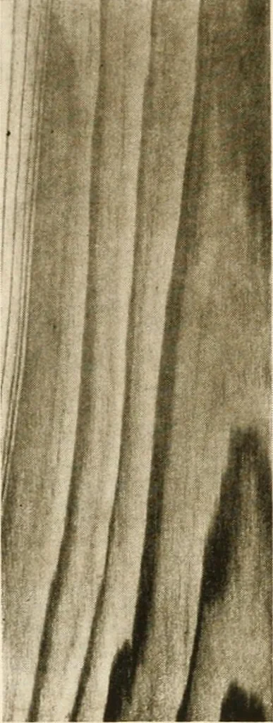An illustration from Your home and its decoration; a series of practical suggestions for the painting, decorating, and furnishing of the home, comp. .., 1910, leaf 169