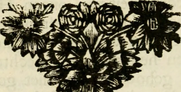 An illustration from Zederyke zinnebeelden : vertoont in konstplaten, door kragtige redeneeringen en maat-digten nutte van het menschelyke leven toegepast, 1713, leaf 41
