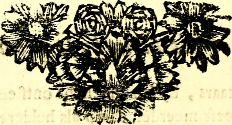 An illustration from Zederyke zinnebeelden, vertoont in konstplaten, door kragtige redeneeringen en maat-digt ten nutte van het menschelyke leven toegepast, 1713, leaf 154