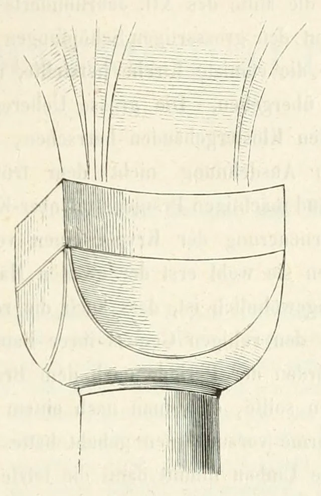 An illustration from Zeitschrift für christliche Archäologie und Kunst, 1856, leaf 239