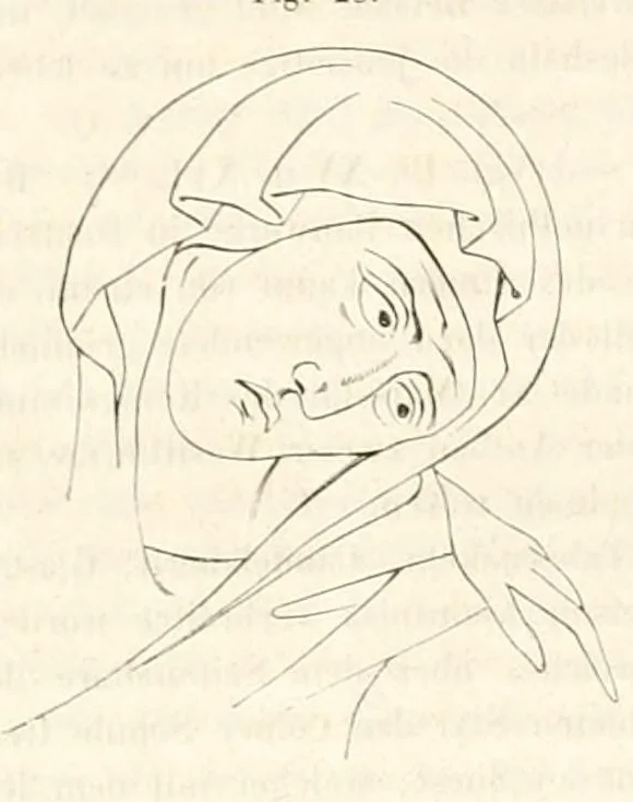 An illustration from Zeitschrift für christliche Archäologie und Kunst, 1856, leaf 354