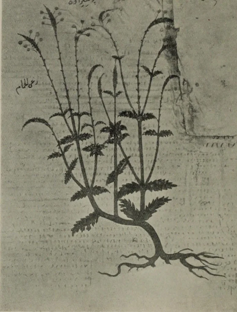 An illustration from Zeus : a study in ancient religion, 1914, leaf 510