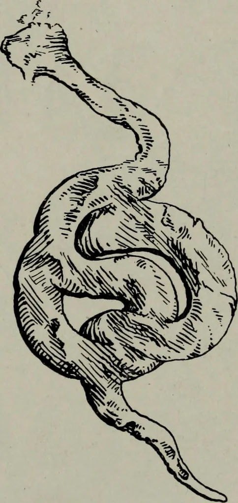 An illustration from Zeus : a study in ancient religion, 1914, leaf 220