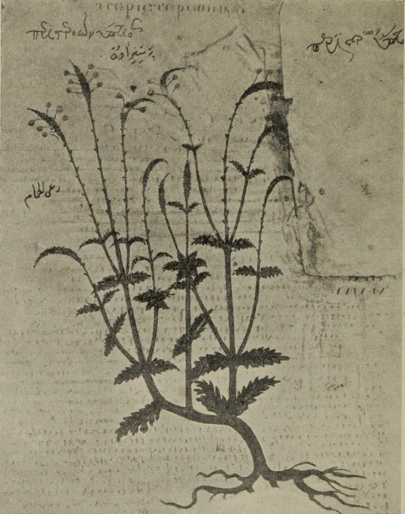 An illustration from Zeus : a study in ancient religion, 1914, leaf 507