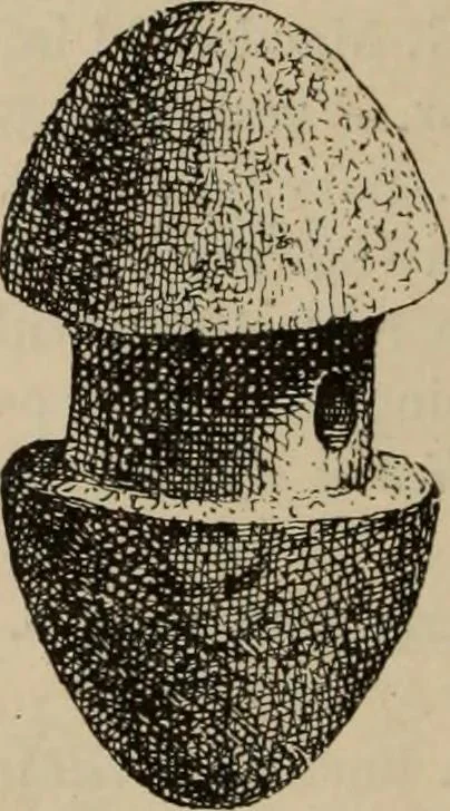 An illustration from Zeus : a study in ancient religion, 1914, leaf 757