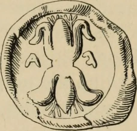 An illustration from Zeus : a study in ancient religion, 1914, leaf 916