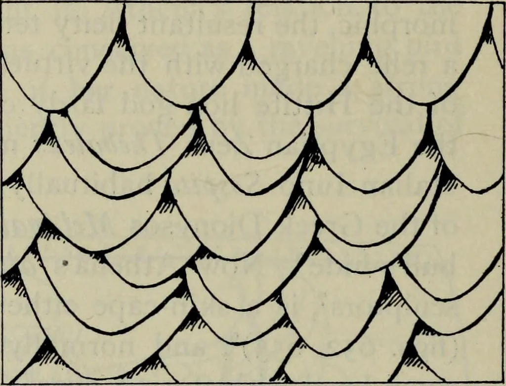 An illustration from Zeus : a study in ancient religion, 1914, leaf 1014