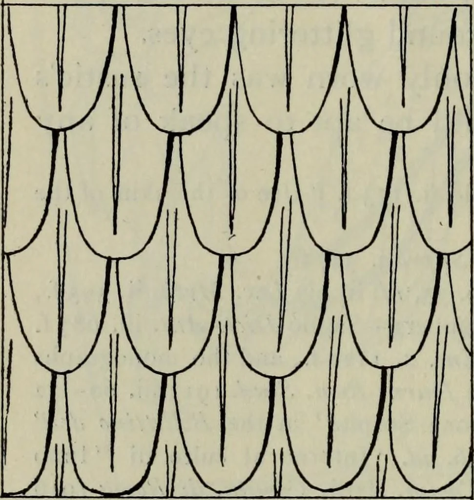 An illustration from Zeus : a study in ancient religion, 1914, leaf 1014