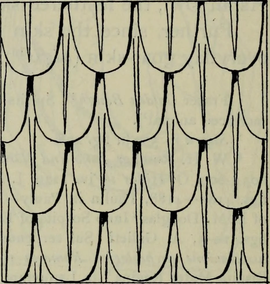An illustration from Zeus : a study in ancient religion, 1914, leaf 1014