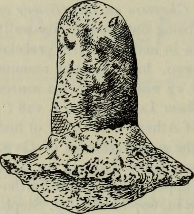 An illustration from Zeus : a study in ancient religion, 1914, leaf 252