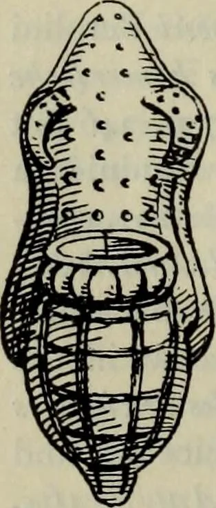 An illustration from Zeus : a study in ancient religion, 1914, leaf 352