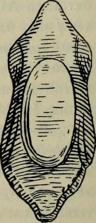 An illustration from Zeus : a study in ancient religion, 1914, leaf 352