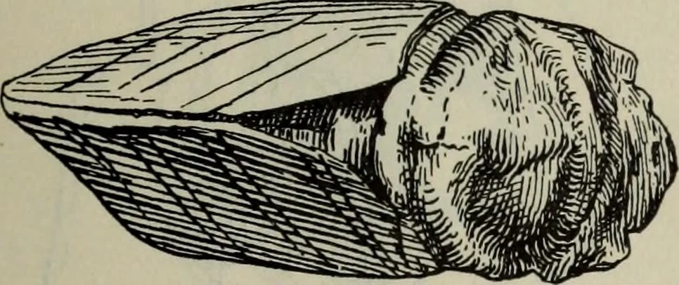An illustration from Zeus : a study in ancient religion, 1914, leaf 353