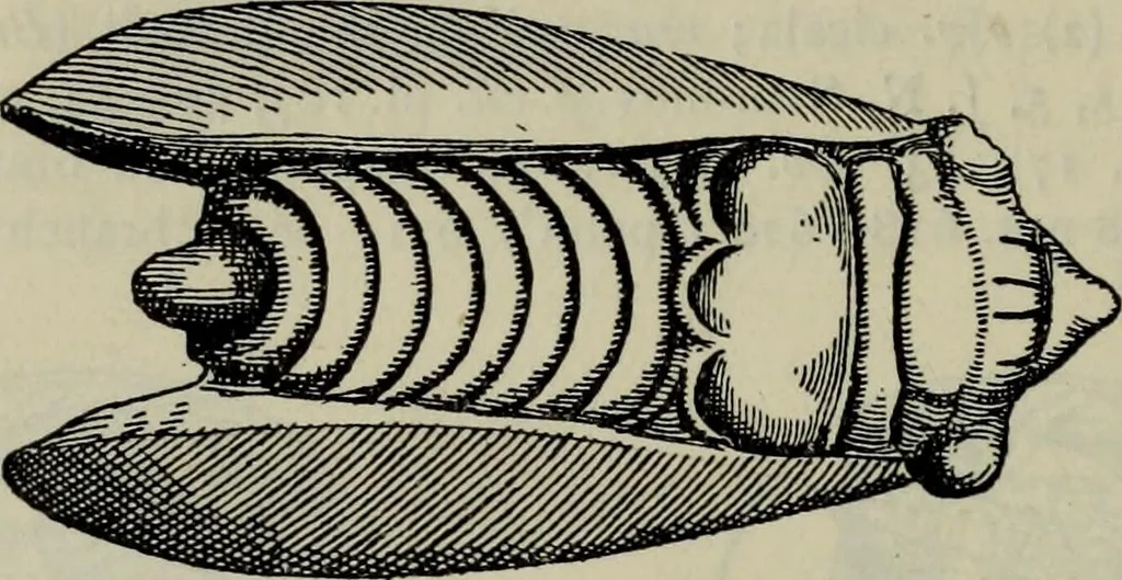 An illustration from Zeus : a study in ancient religion, 1914, leaf 356