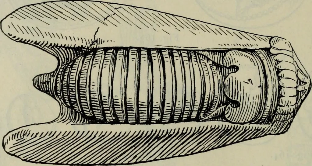 An illustration from Zeus : a study in ancient religion, 1914, leaf 356