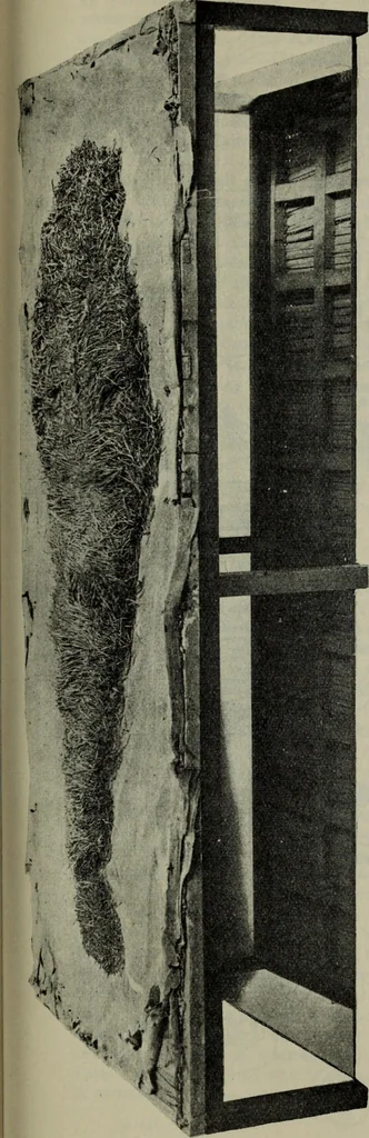 An illustration from Zeus : a study in ancient religion, 1914, leaf 403
