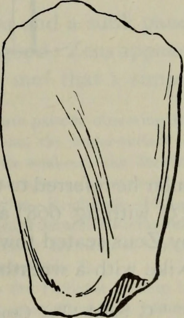 An illustration from Zeus : a study in ancient religion, 1914, leaf 860