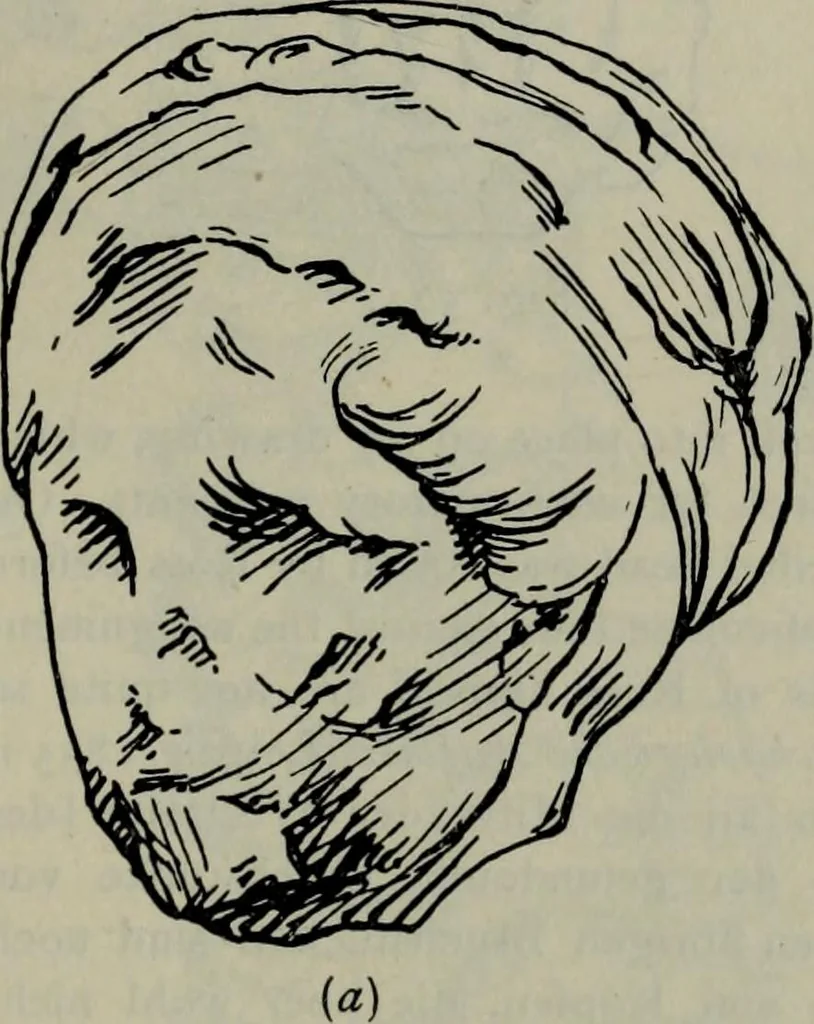 An illustration from Zeus : a study in ancient religion, 1914, leaf 870