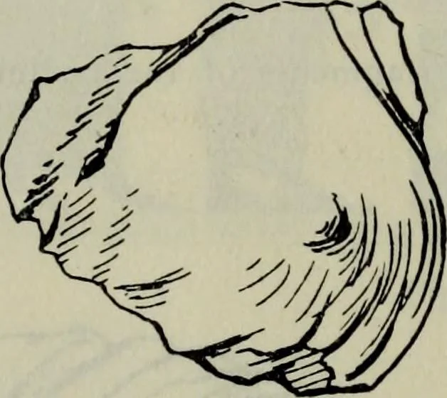 An illustration from Zeus : a study in ancient religion, 1914, leaf 871