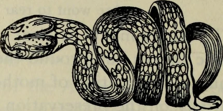 An illustration from Zeus : a study in ancient religion, 1914, leaf 938