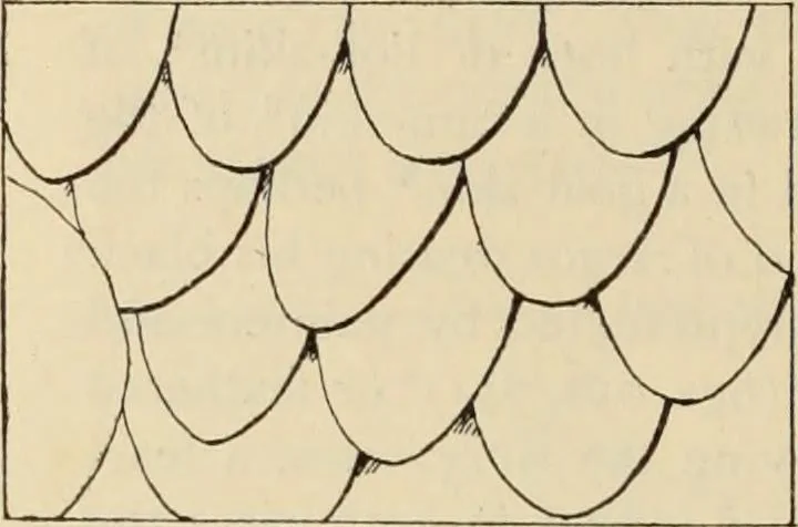 An illustration from Zeus : a study in ancient religion, 1914, leaf 1013