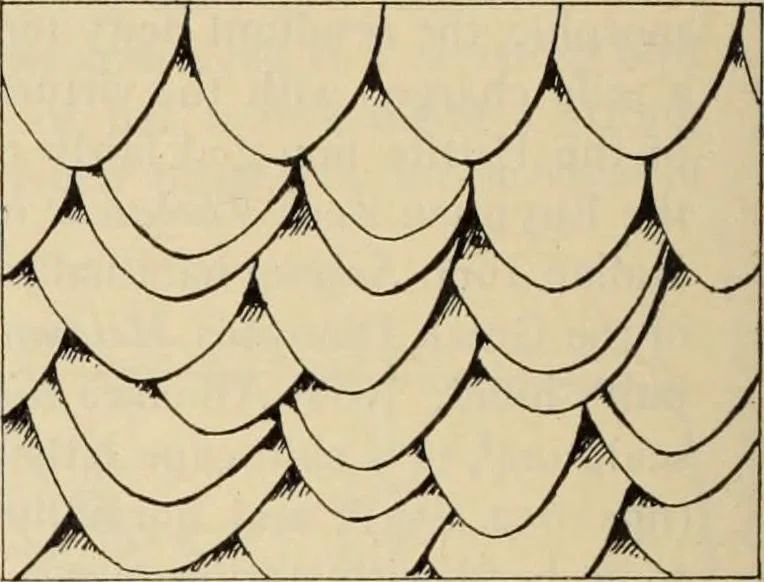 An illustration from Zeus : a study in ancient religion, 1914, leaf 1013