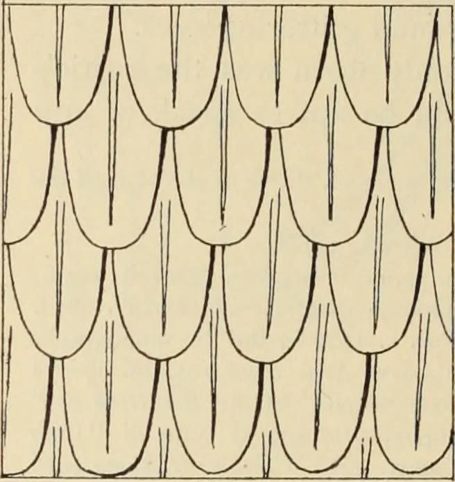 An illustration from Zeus : a study in ancient religion, 1914, leaf 1013