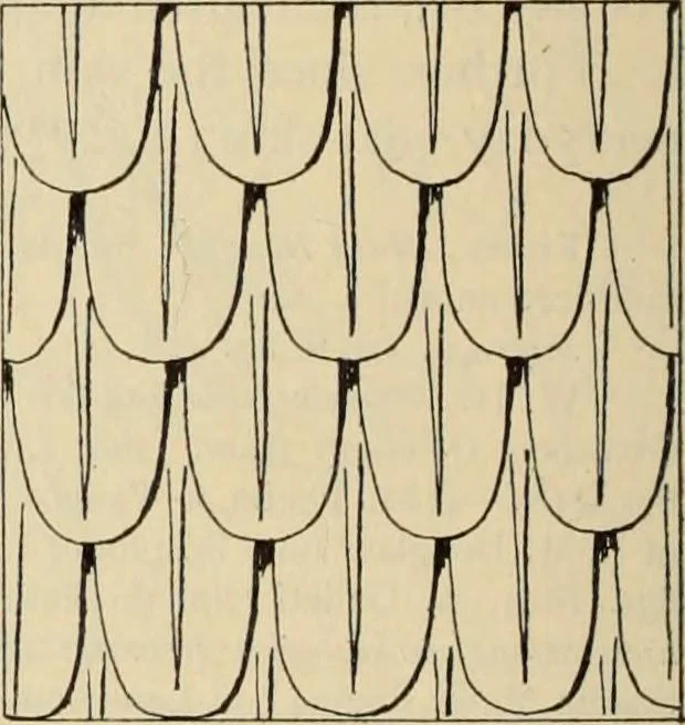 An illustration from Zeus : a study in ancient religion, 1914, leaf 1013