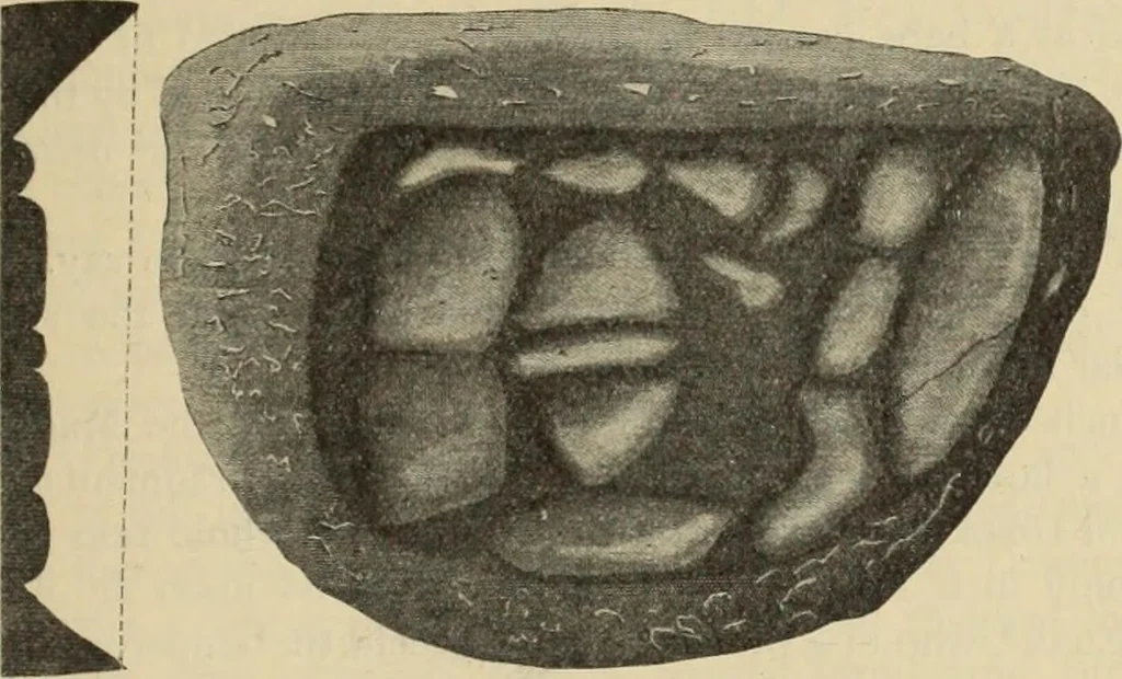 An illustration from Zeus : a study in ancient religion, 1914, leaf 1108