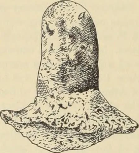 An illustration from Zeus : a study in ancient religion, 1914, leaf 251
