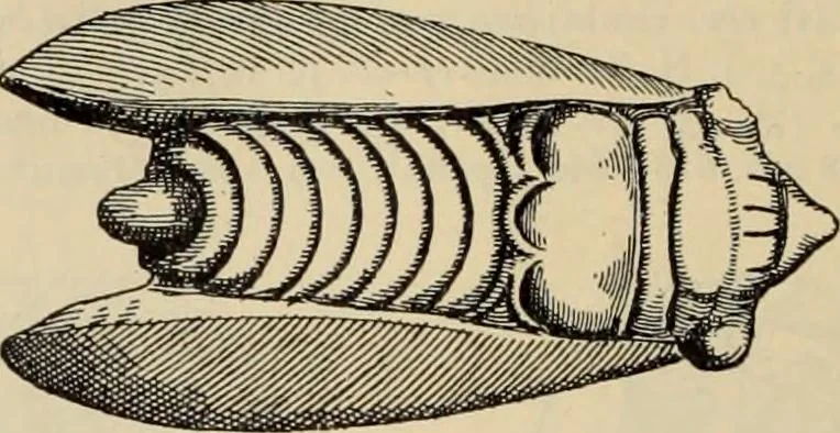 An illustration from Zeus : a study in ancient religion, 1914, leaf 357