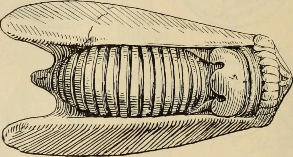 An illustration from Zeus : a study in ancient religion, 1914, leaf 357