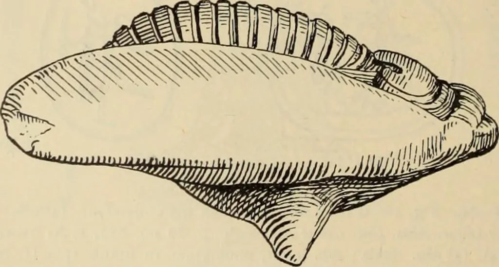 An illustration from Zeus : a study in ancient religion, 1914, leaf 357