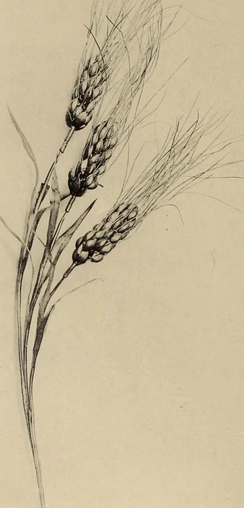 An illustration from Zeus : a study in ancient religion, 1914, leaf 413