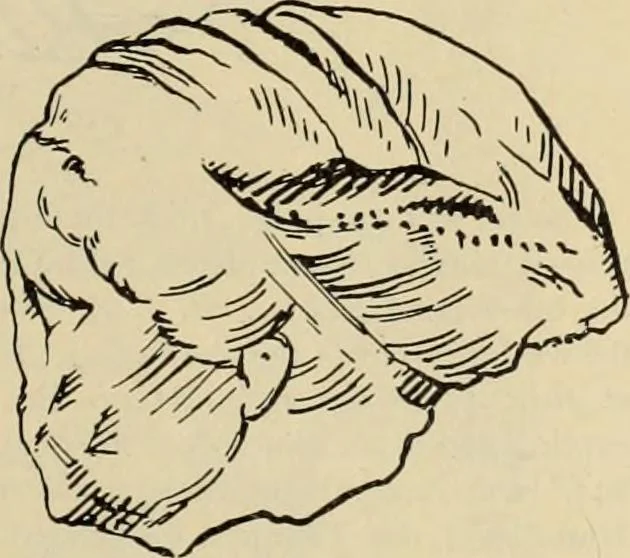 An illustration from Zeus : a study in ancient religion, 1914, leaf 870