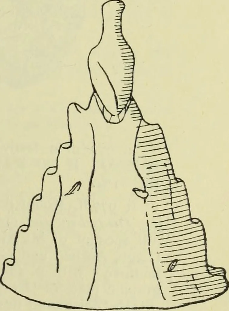 An illustration from Zeus : a study in ancient religion, 1914, leaf 238