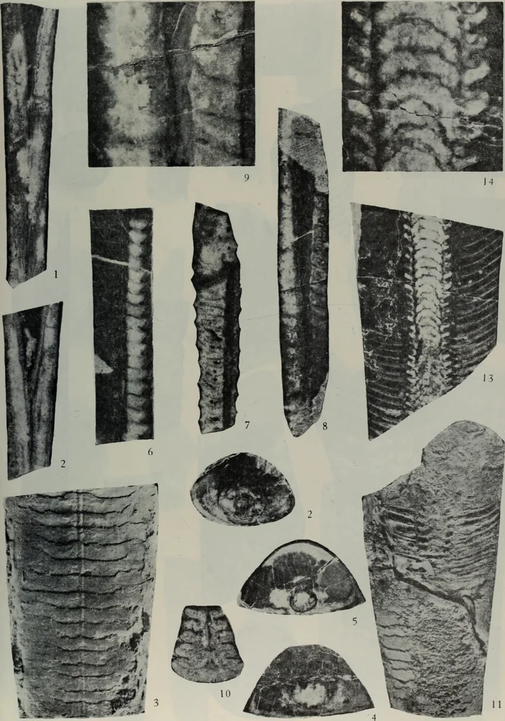 An illustration from The baptizing of infants reviewed and defended from the exceptions of Mr. Tombes [microform] : in his three last chapters of his book intituled Antipedobaptisme, 1655, leaf 102