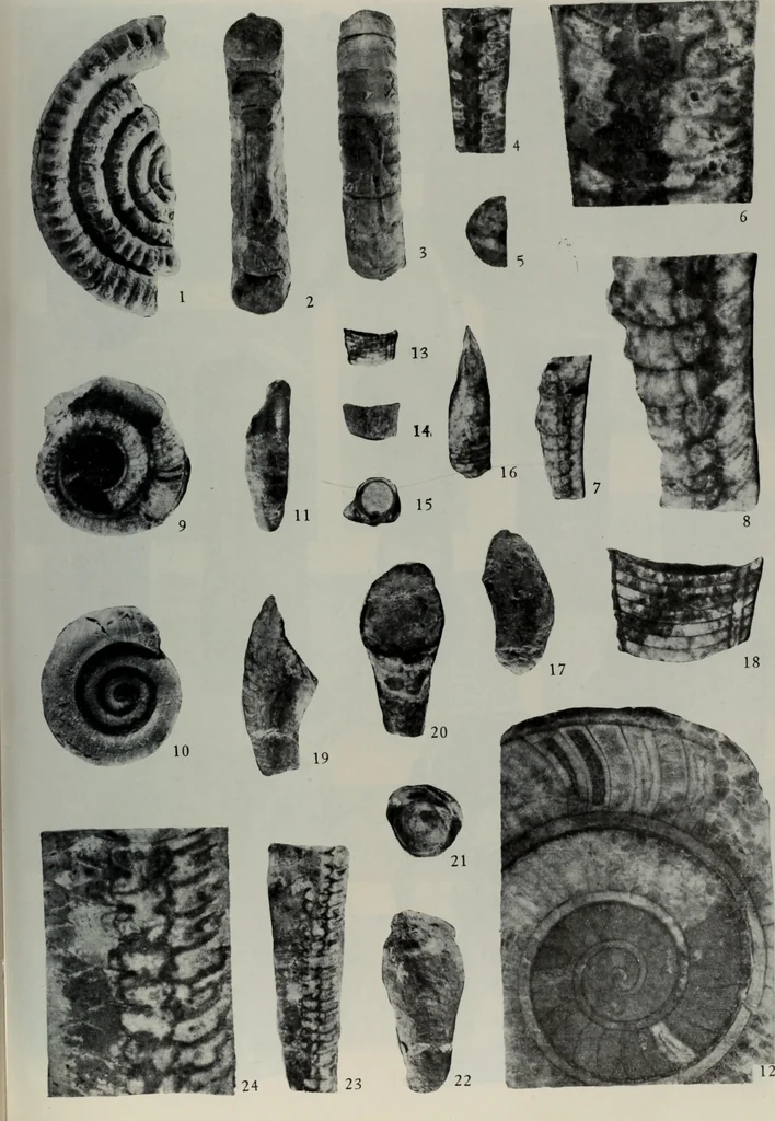An illustration from The baptizing of infants reviewed and defended from the exceptions of Mr. Tombes [microform] : in his three last chapters of his book intituled Antipedobaptisme, 1655, leaf 104