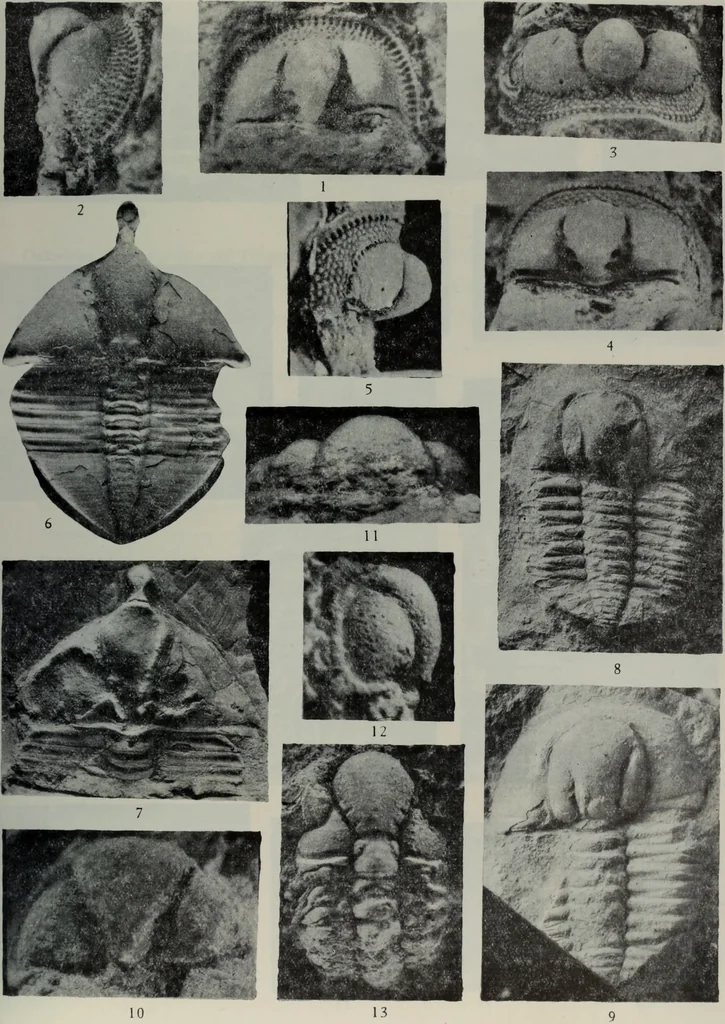 An illustration from The baptizing of infants reviewed and defended from the exceptions of Mr. Tombes [microform] : in his three last chapters of his book intituled Antipedobaptisme, 1655, leaf 112