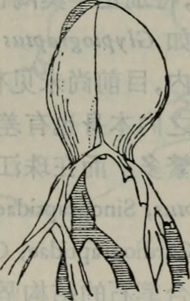 An illustration from The baptizing of infants reviewed and defended from the exceptions of Mr. Tombes [microform] : in his three last chapters of his book intituled Antipedobaptisme, 1655, leaf 30