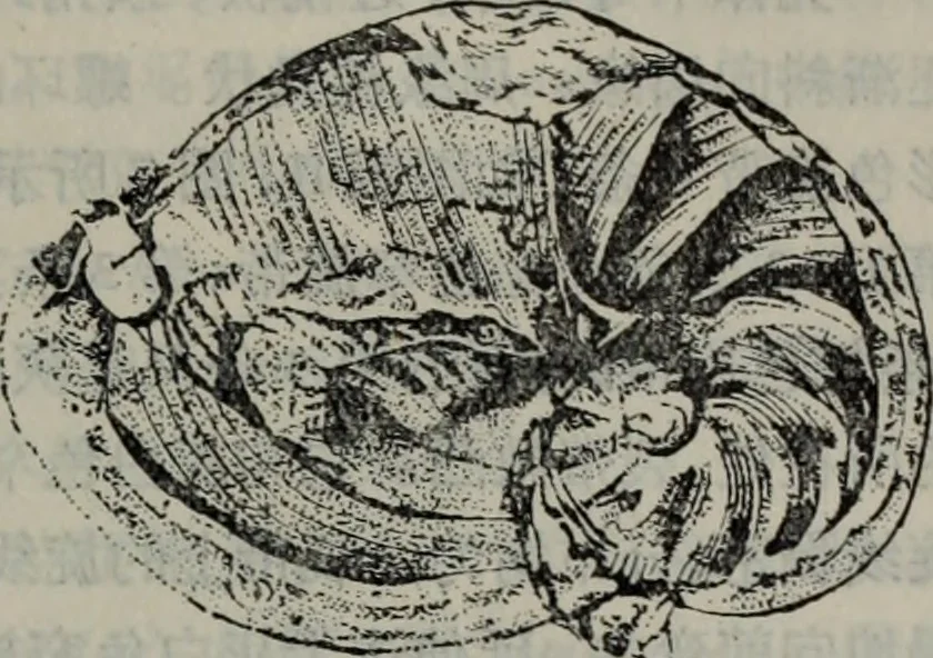 An illustration from The baptizing of infants reviewed and defended from the exceptions of Mr. Tombes [microform] : in his three last chapters of his book intituled Antipedobaptisme, 1655, leaf 48