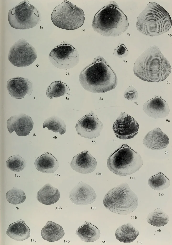 An illustration from Husbandry spiritualized, or, The heavenly use of earthly things [microform] : consisting of many pleasant observations, pertinent applications, and serious reflections, and each chapter concluded with a divine and suitable poem, directing husband-men to the most excellent improvements of their common imployments : whereunto are added, by way of appendix, several choice occasional meditations, upon birds, beasts, trees, flowers, rivers, and several other objects : fitted for the help of such as desire to walk with God in all solitudes and recesses from the world, 1678, leaf 154