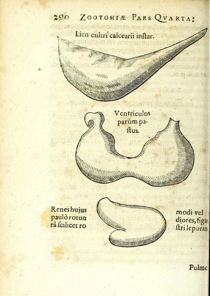 An illustration from Zootomia democritaea: id est, Anatome generalis totius animantium opificii :, 1645, leaf 308