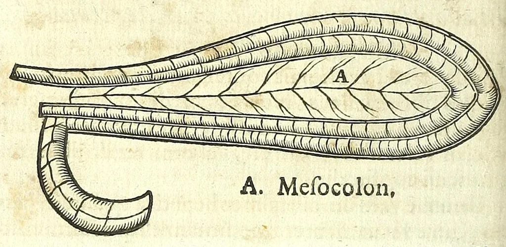 An illustration from Zootomia democritaea: id est, Anatome generalis totius animantium opificii :, 1645, leaf 310