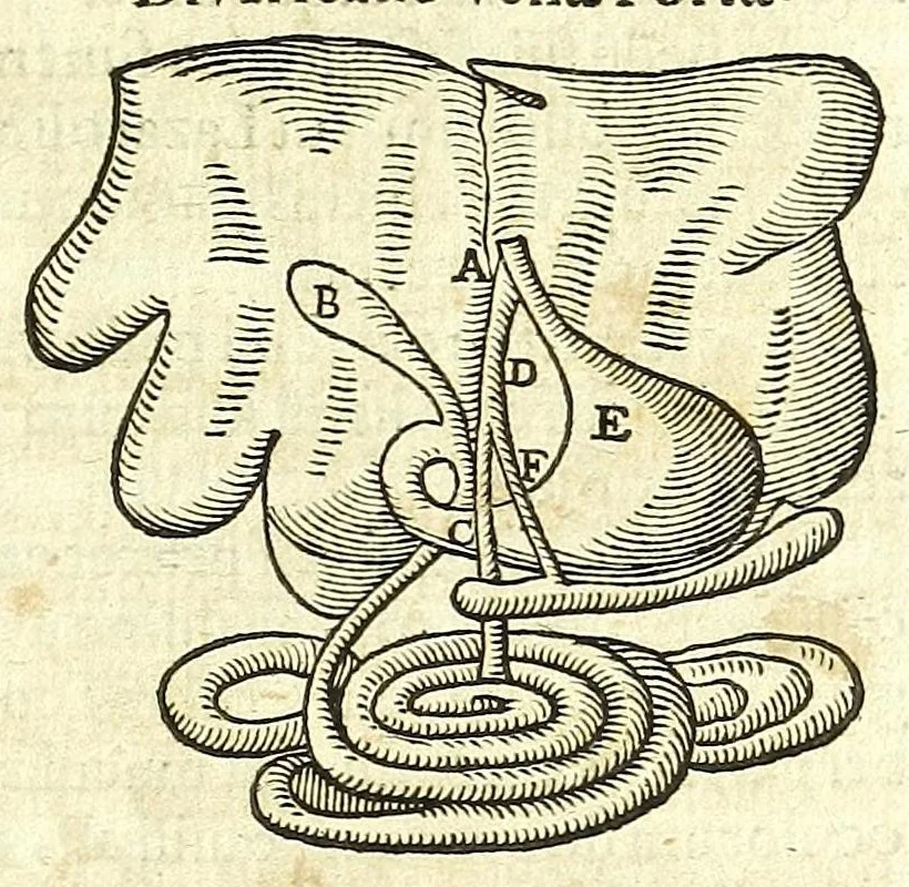 An illustration from Zootomia democritaea: id est, Anatome generalis totius animantium opificii :, 1645, leaf 319