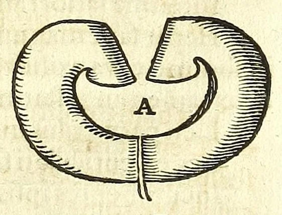 An illustration from Zootomia democritaea: id est, Anatome generalis totius animantium opificii :, 1645, leaf 345