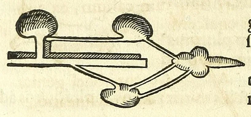 An illustration from Zootomia democritaea: id est, Anatome generalis totius animantium opificii :, 1645, leaf 346
