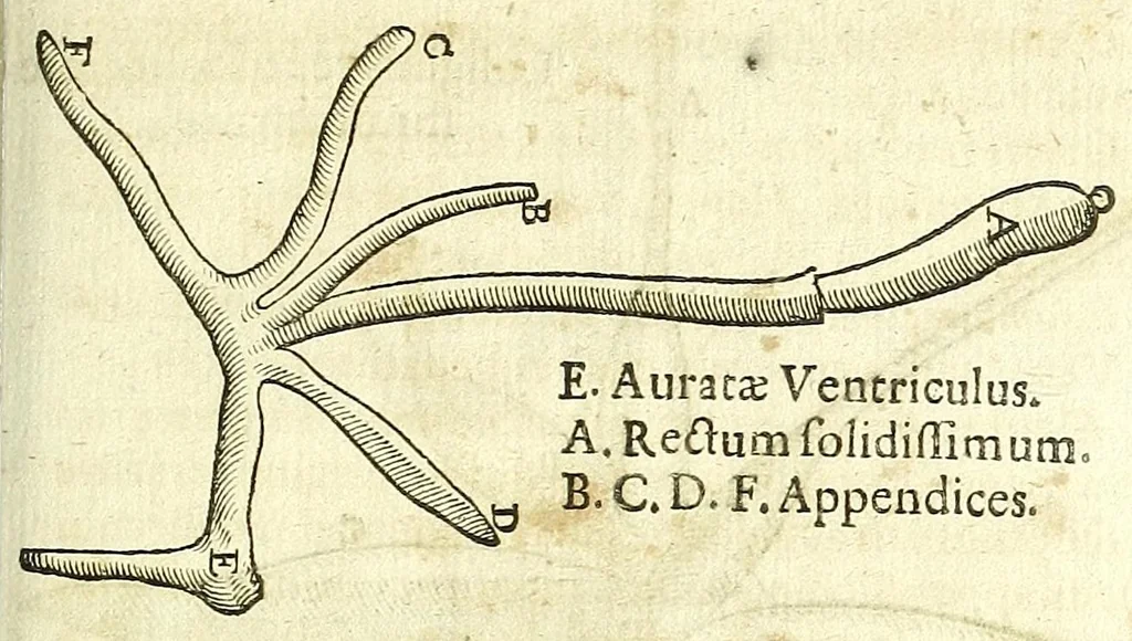 An illustration from Zootomia democritaea: id est, Anatome generalis totius animantium opificii :, 1645, leaf 369