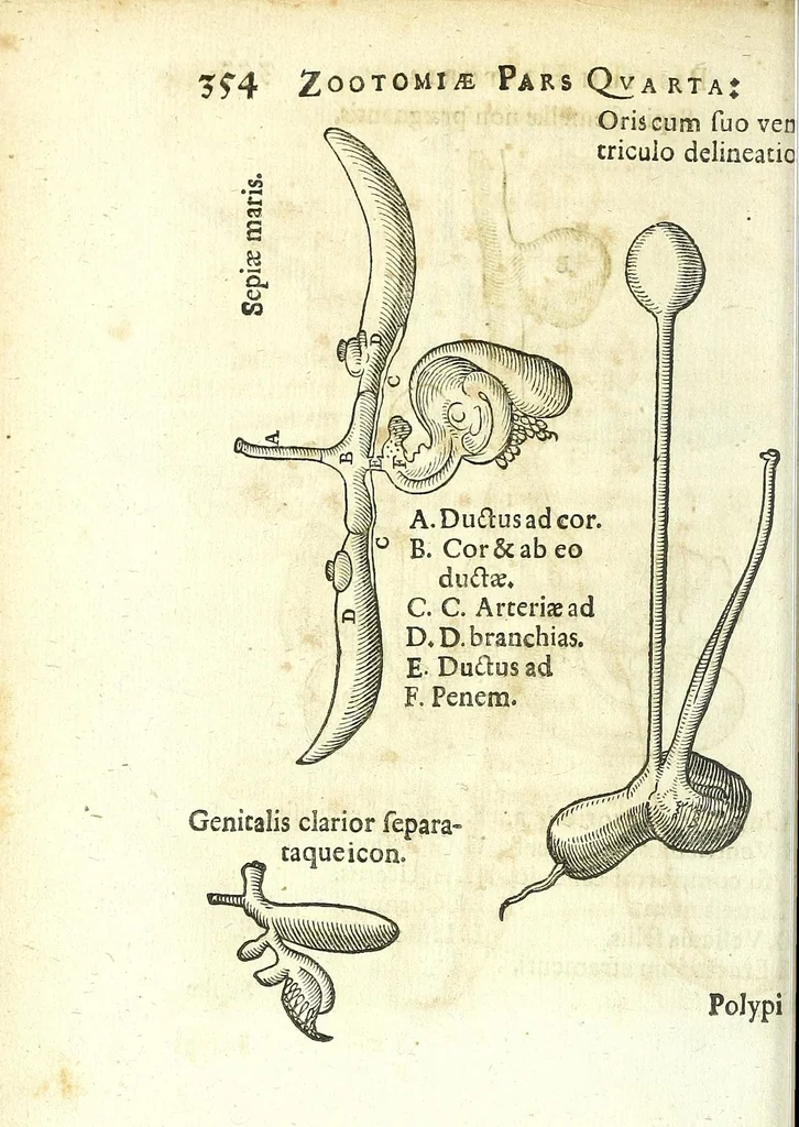 An illustration from Zootomia democritaea: id est, Anatome generalis totius animantium opificii :, 1645, leaf 372